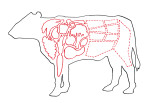 CarnivorousVegetarian_Red900