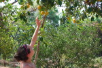 lemon tree lemon tree