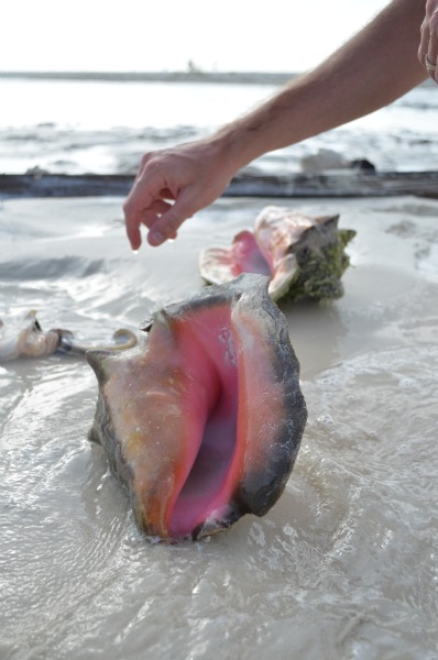 conch